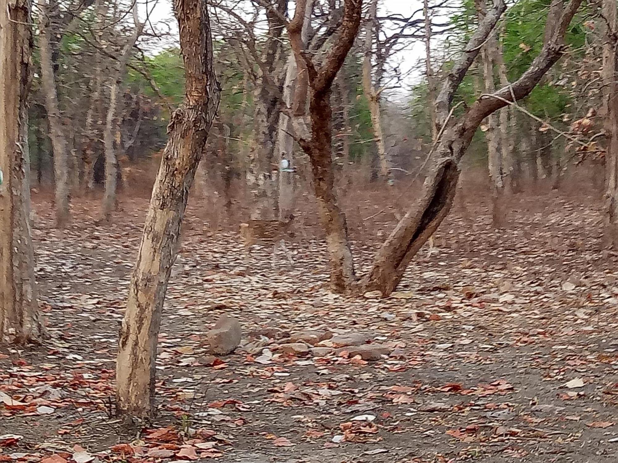 Abhiram Homestay Khajurāho Buitenkant foto